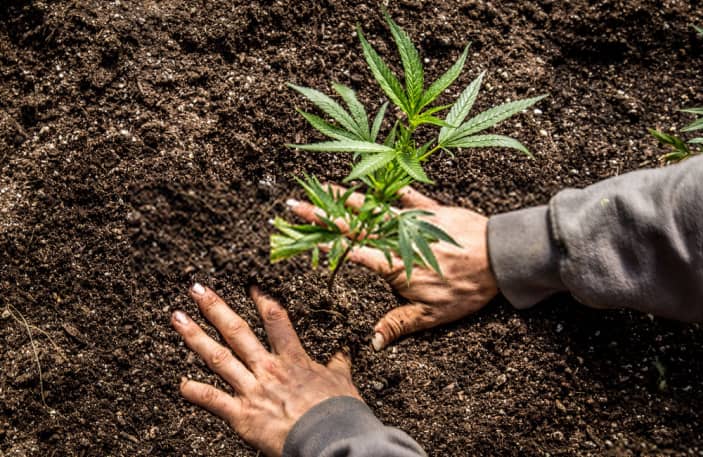 man-planting-weed